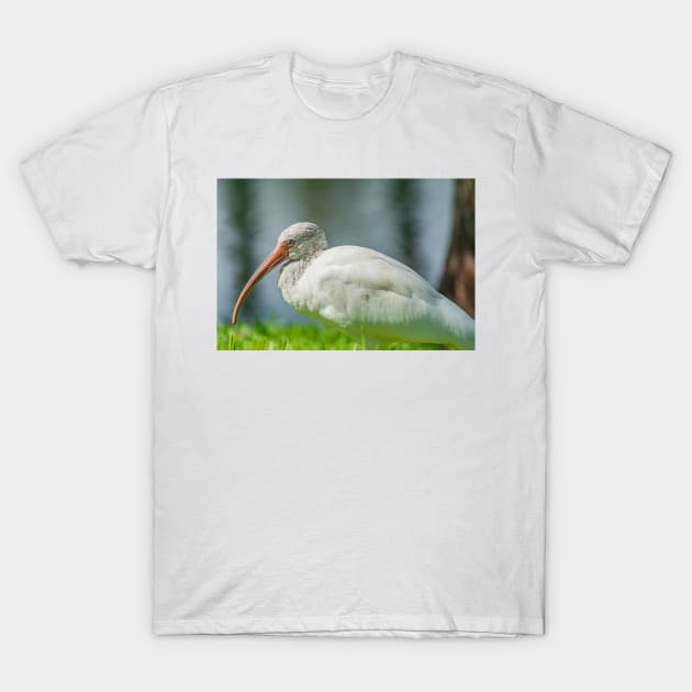 Gatorland Ibis T-Shirt by KensLensDesigns